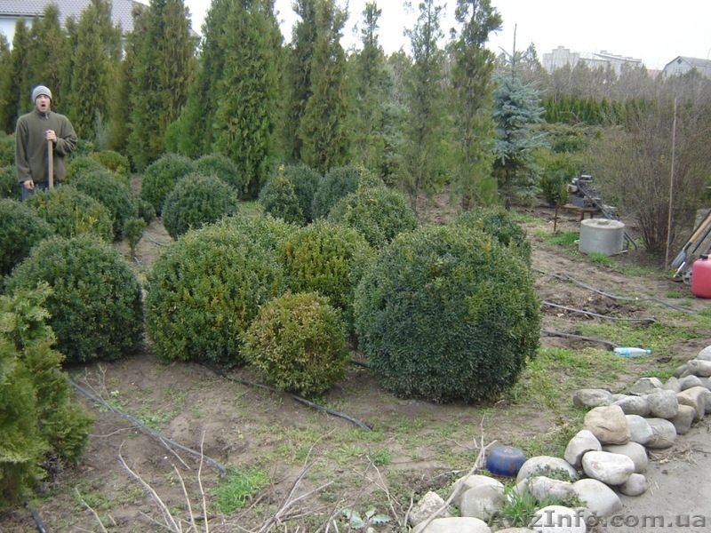 Туя западная "Смарагд", самшит вечнозеленый шар - <ro>Изображение</ro><ru>Изображение</ru> #3, <ru>Объявление</ru> #883601