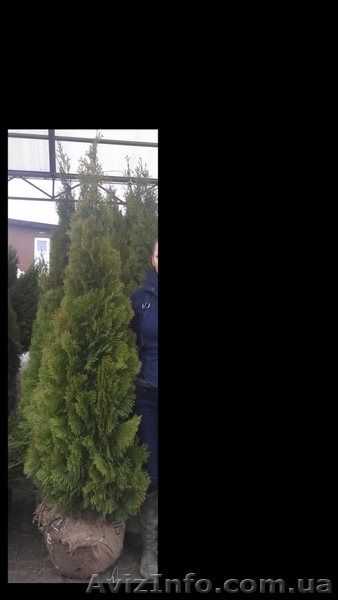 Туя западная "Смарагд", самшит вечнозеленый шар - <ro>Изображение</ro><ru>Изображение</ru> #6, <ru>Объявление</ru> #883601