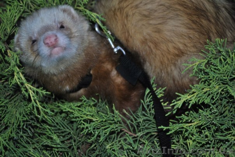 приглашаем дам на вязку - <ro>Изображение</ro><ru>Изображение</ru> #3, <ru>Объявление</ru> #890660