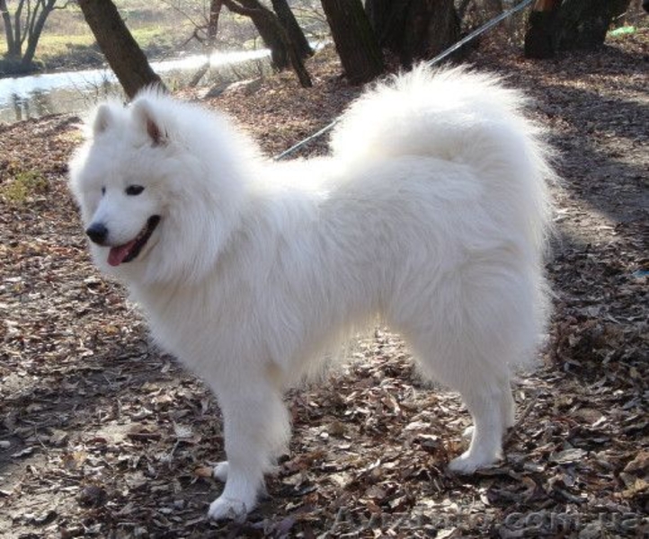 Самоед. Продаем щенков - <ro>Изображение</ro><ru>Изображение</ru> #3, <ru>Объявление</ru> #901584