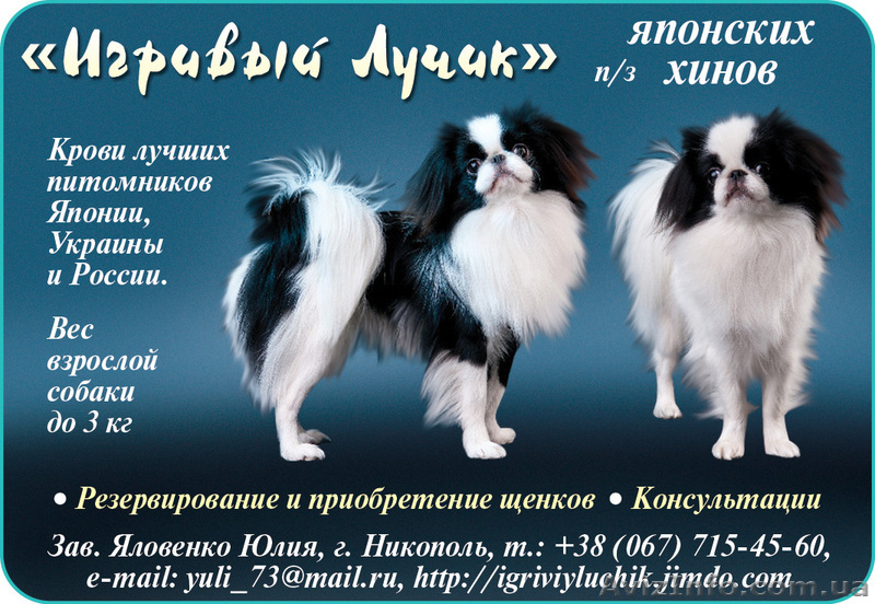 Японские хины - аристократы Востока  - <ro>Изображение</ro><ru>Изображение</ru> #9, <ru>Объявление</ru> #502793