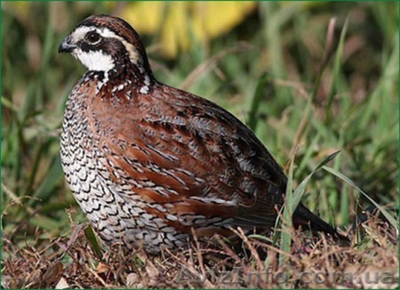 перепелиные инкубационные яйца - <ro>Изображение</ro><ru>Изображение</ru> #5, <ru>Объявление</ru> #904717