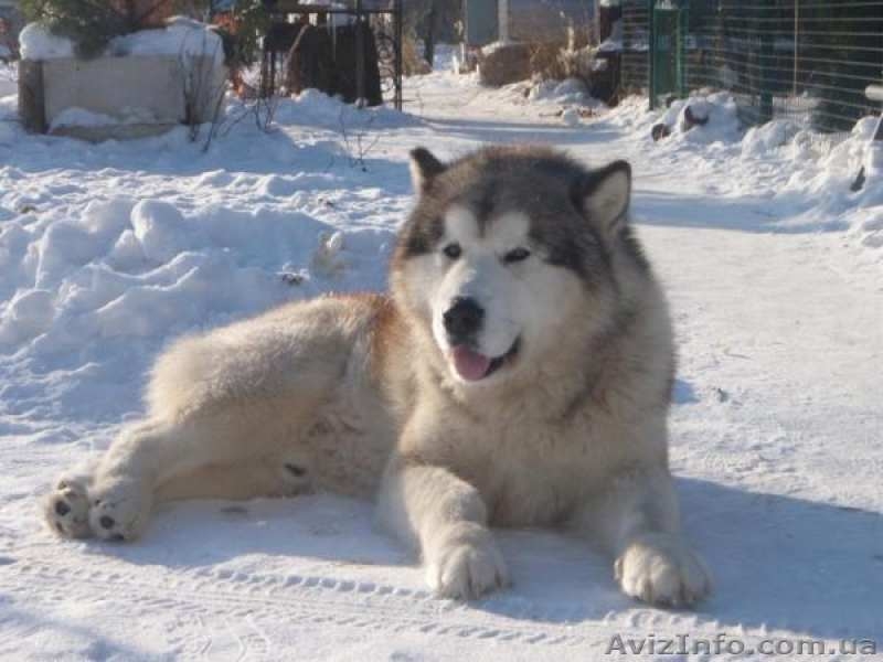 Щенки Аляскинский маламут - <ro>Изображение</ro><ru>Изображение</ru> #3, <ru>Объявление</ru> #896444