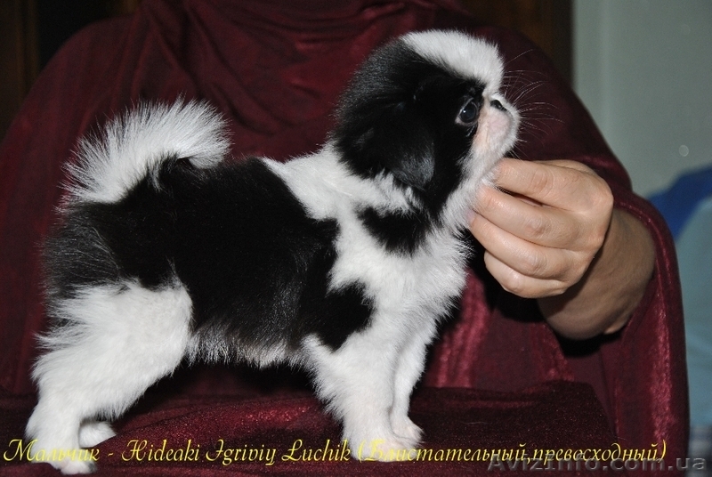 Японские хины - аристократы Востока  - <ro>Изображение</ro><ru>Изображение</ru> #8, <ru>Объявление</ru> #502793