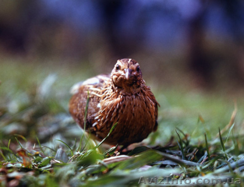 перепелиные инкубационные яйца - <ro>Изображение</ro><ru>Изображение</ru> #6, <ru>Объявление</ru> #904717