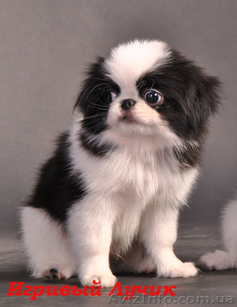 Японские хины - аристократ Востока  - <ro>Изображение</ro><ru>Изображение</ru> #3, <ru>Объявление</ru> #502818