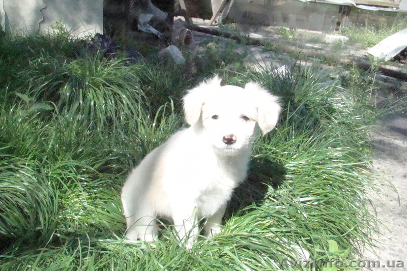 Продам щенков китайской хохлатой - <ro>Изображение</ro><ru>Изображение</ru> #3, <ru>Объявление</ru> #901610