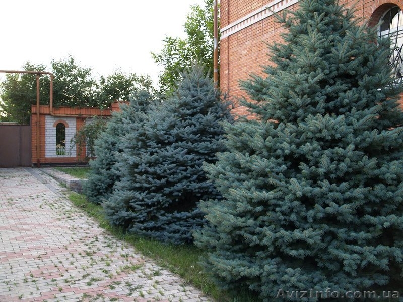 Продам дом 600 кв.м. - <ro>Изображение</ro><ru>Изображение</ru> #4, <ru>Объявление</ru> #901823