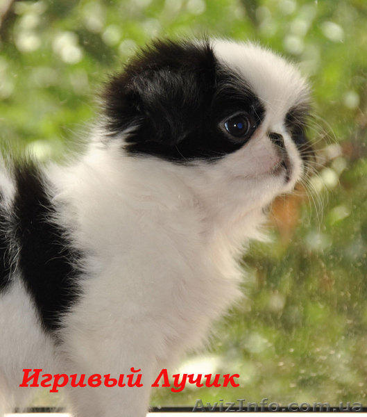 Японские хины - аристократ Востока  - <ro>Изображение</ro><ru>Изображение</ru> #4, <ru>Объявление</ru> #502818