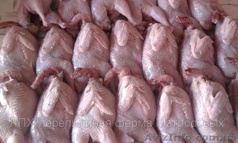 перепелиные инкубационные яйца - <ro>Изображение</ro><ru>Изображение</ru> #7, <ru>Объявление</ru> #904717