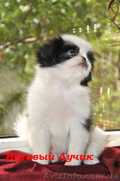 Японские хины - аристократ Востока  - <ro>Изображение</ro><ru>Изображение</ru> #5, <ru>Объявление</ru> #502818