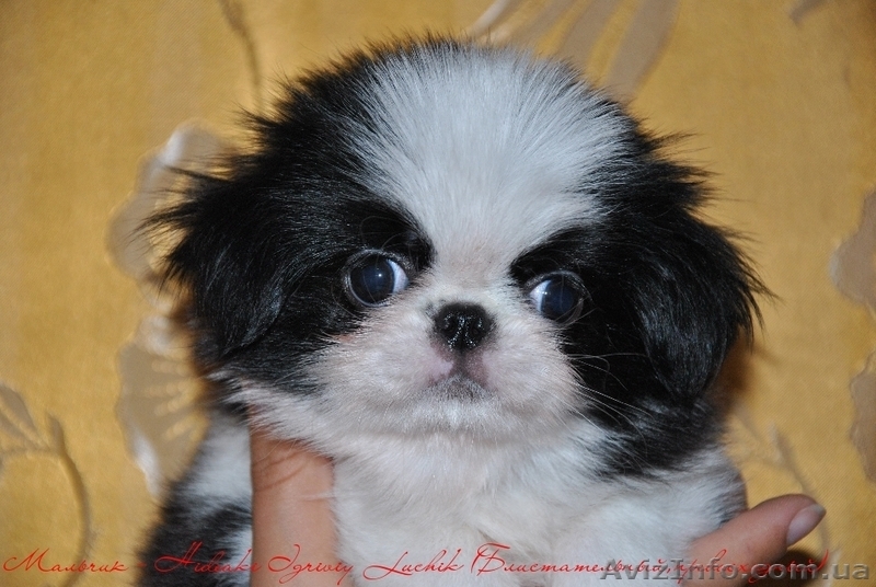 Японские хины - аристократы Востока  - <ro>Изображение</ro><ru>Изображение</ru> #7, <ru>Объявление</ru> #502793