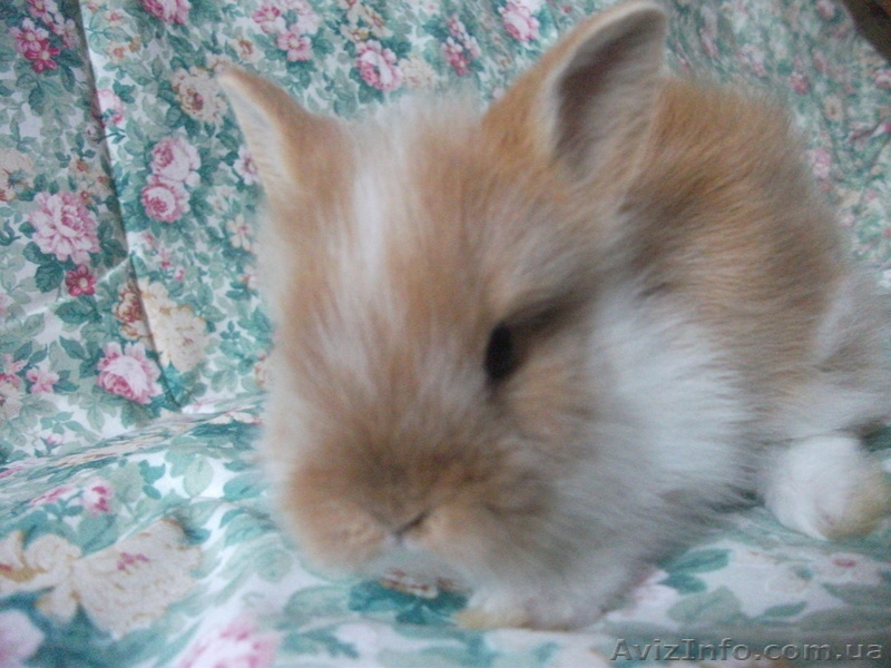 Карликовые крольчата - <ro>Изображение</ro><ru>Изображение</ru> #7, <ru>Объявление</ru> #907460