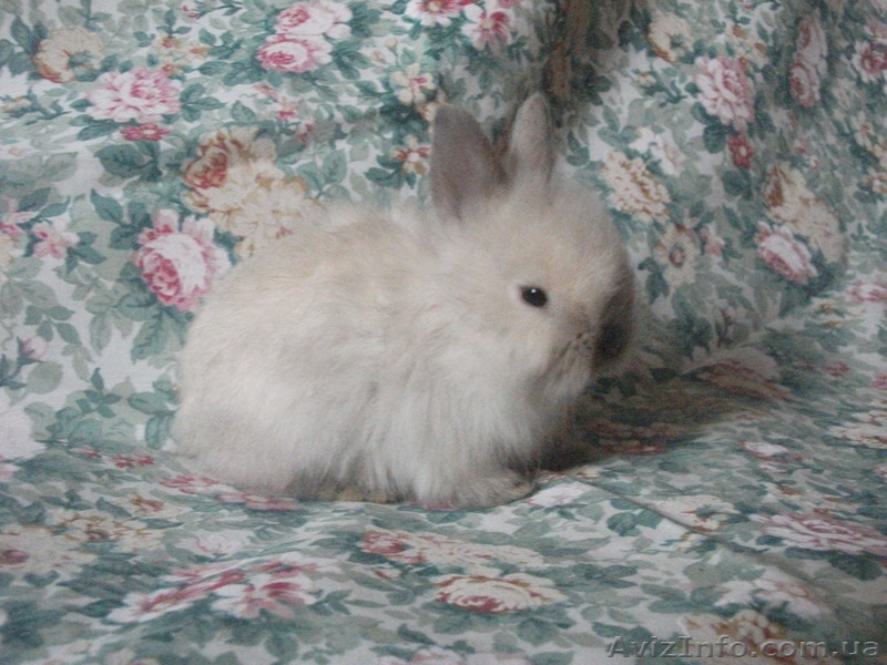 Карликовые крольчата - <ro>Изображение</ro><ru>Изображение</ru> #6, <ru>Объявление</ru> #907460