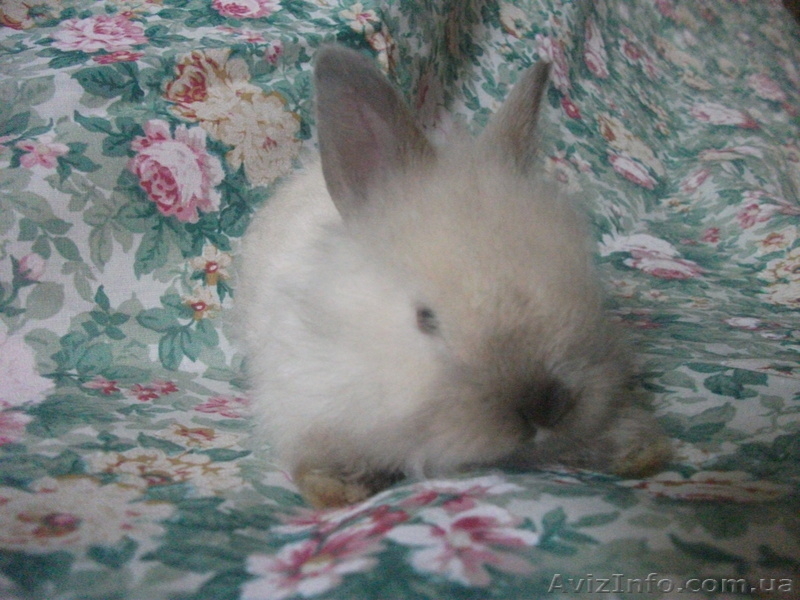 Карликовые крольчата - <ro>Изображение</ro><ru>Изображение</ru> #8, <ru>Объявление</ru> #907460