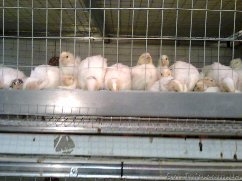 Изготовление клеток.  Продажа недвижимости - <ro>Изображение</ro><ru>Изображение</ru> #5, <ru>Объявление</ru> #895258