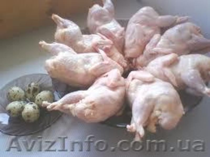 перепелиные инкубационные яйца - <ro>Изображение</ro><ru>Изображение</ru> #4, <ru>Объявление</ru> #904717