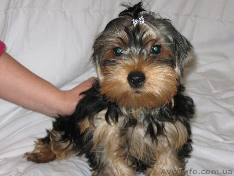 Милые щеночки йорика - <ro>Изображение</ro><ru>Изображение</ru> #3, <ru>Объявление</ru> #897309