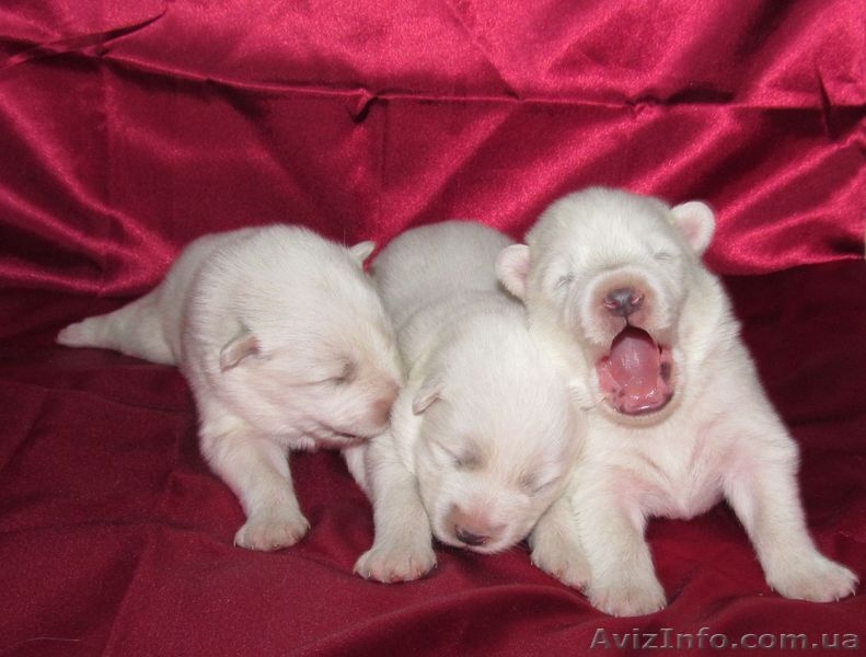 Самоед. Продаем щенков - <ro>Изображение</ro><ru>Изображение</ru> #4, <ru>Объявление</ru> #901584