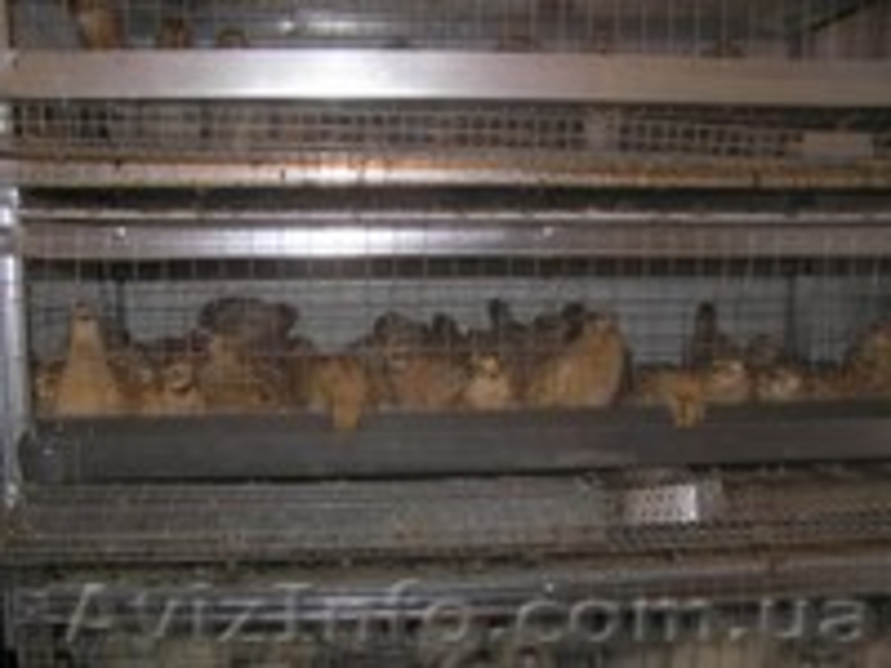 Изготовление клеток.  Продажа недвижимости - <ro>Изображение</ro><ru>Изображение</ru> #3, <ru>Объявление</ru> #895258