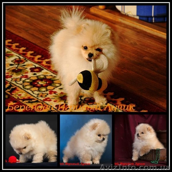 Померашки – очаровашки - <ro>Изображение</ro><ru>Изображение</ru> #7, <ru>Объявление</ru> #502801