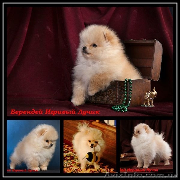 Померашки – очаровашки - <ro>Изображение</ro><ru>Изображение</ru> #8, <ru>Объявление</ru> #502801