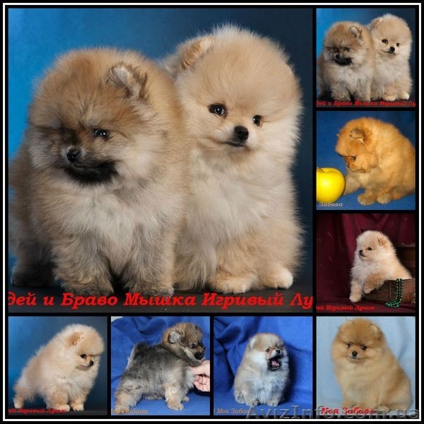Померашки – очаровашки - <ro>Изображение</ro><ru>Изображение</ru> #6, <ru>Объявление</ru> #502801