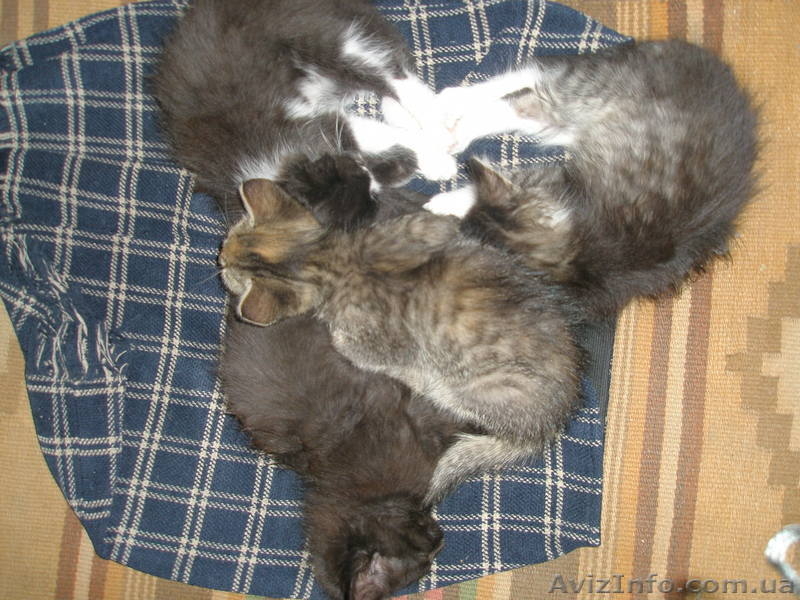 Дарю котят хорошим людям!!! - <ro>Изображение</ro><ru>Изображение</ru> #3, <ru>Объявление</ru> #907770