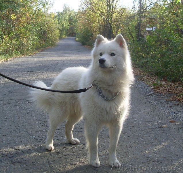 Самоед. Продаем щенков - <ro>Изображение</ro><ru>Изображение</ru> #5, <ru>Объявление</ru> #901584