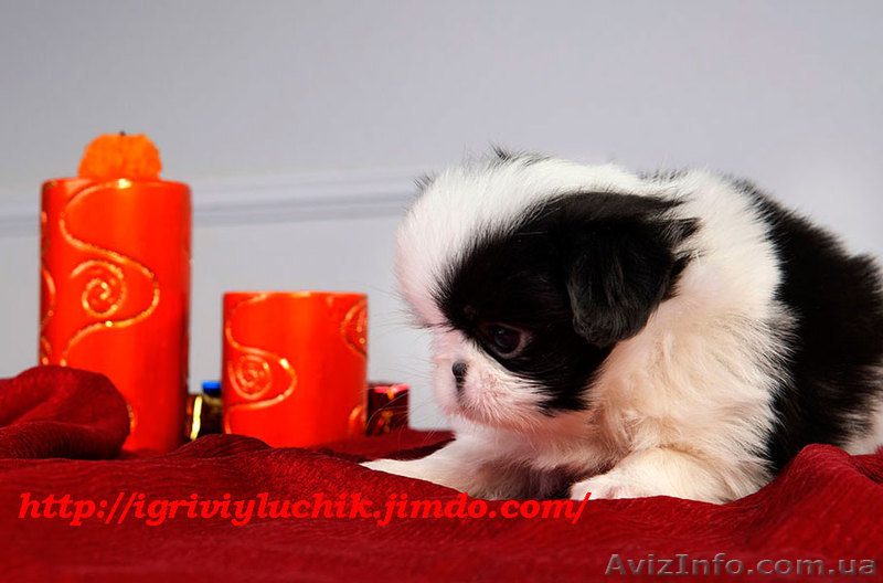 Японские хины - аристократ Востока  - <ro>Изображение</ro><ru>Изображение</ru> #7, <ru>Объявление</ru> #502818