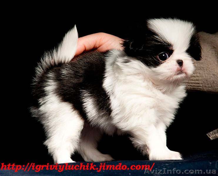 Японские хины - аристократ Востока  - <ro>Изображение</ro><ru>Изображение</ru> #8, <ru>Объявление</ru> #502818