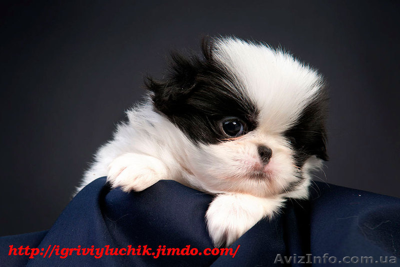 Японские хины - аристократ Востока  - <ro>Изображение</ro><ru>Изображение</ru> #6, <ru>Объявление</ru> #502818