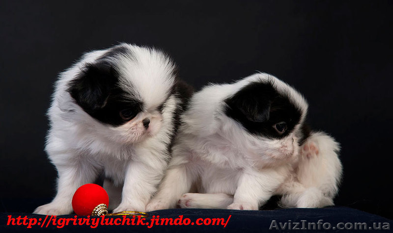 Японские хины - аристократы Востока  - <ro>Изображение</ro><ru>Изображение</ru> #4, <ru>Объявление</ru> #502793