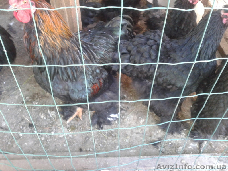 Продам фазанов,брамы,кохинхимны,цесарок,яйцо,клетки. - <ro>Изображение</ro><ru>Изображение</ru> #3, <ru>Объявление</ru> #753421