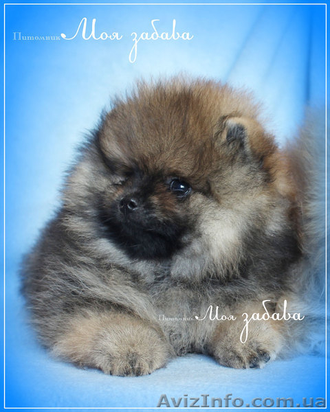 Щенки померанского шпица,документы КСУ-FСI - <ro>Изображение</ro><ru>Изображение</ru> #3, <ru>Объявление</ru> #919490