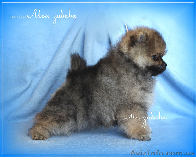 Щенки померанского шпица,документы КСУ-FСI - <ro>Изображение</ro><ru>Изображение</ru> #4, <ru>Объявление</ru> #919490