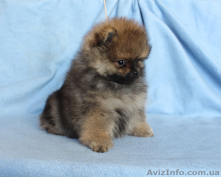 Щенки померанского шпица,документы КСУ-FСI - <ro>Изображение</ro><ru>Изображение</ru> #5, <ru>Объявление</ru> #919490