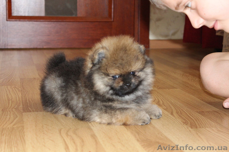 Щенки померанского шпица,документы КСУ-FСI - <ro>Изображение</ro><ru>Изображение</ru> #6, <ru>Объявление</ru> #919490