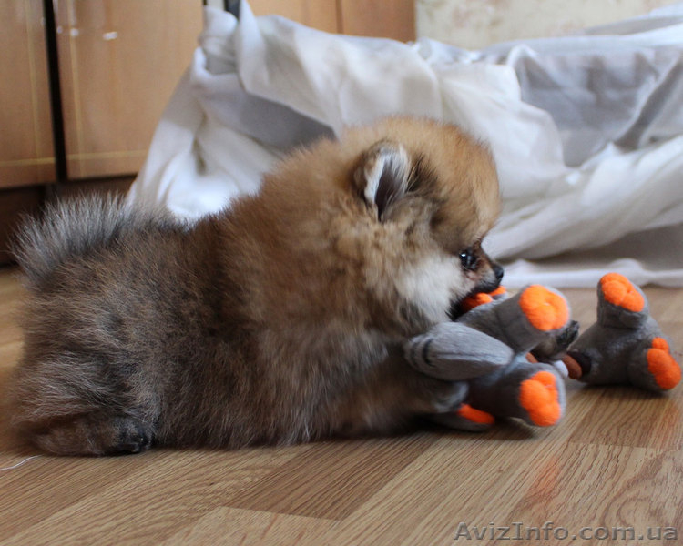 Щенки померанского шпица,документы КСУ-FСI - <ro>Изображение</ro><ru>Изображение</ru> #7, <ru>Объявление</ru> #919490