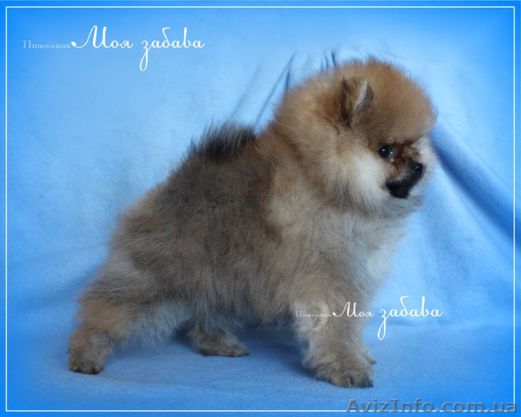 Щенки померанского шпица,документы КСУ-FСI - <ro>Изображение</ro><ru>Изображение</ru> #8, <ru>Объявление</ru> #919490