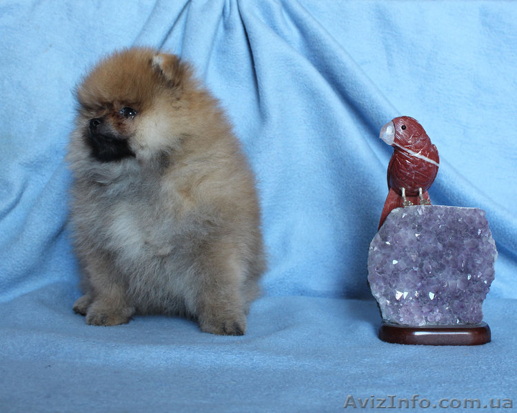 Щенки померанского шпица,документы КСУ-FСI - <ro>Изображение</ro><ru>Изображение</ru> #9, <ru>Объявление</ru> #919490