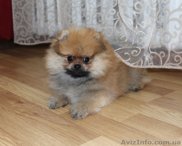 Щенки померанского шпица,документы КСУ-FСI - <ro>Изображение</ro><ru>Изображение</ru> #10, <ru>Объявление</ru> #919490