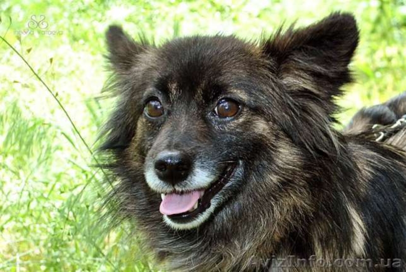 Лисенка-маленький пушистый позитивчик - <ro>Изображение</ro><ru>Изображение</ru> #4, <ru>Объявление</ru> #910116