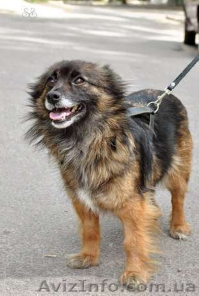 Лисенка-маленький пушистый позитивчик - <ro>Изображение</ro><ru>Изображение</ru> #3, <ru>Объявление</ru> #910116