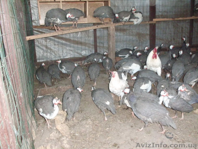 Продам фазанов,брамы,кохинхимны,цесарок,яйцо,клетки. - <ro>Изображение</ro><ru>Изображение</ru> #1, <ru>Объявление</ru> #753421