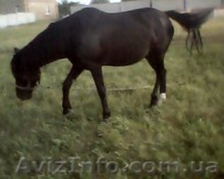 Продам Игрень Продам Дачу - <ro>Изображение</ro><ru>Изображение</ru> #3, <ru>Объявление</ru> #910368