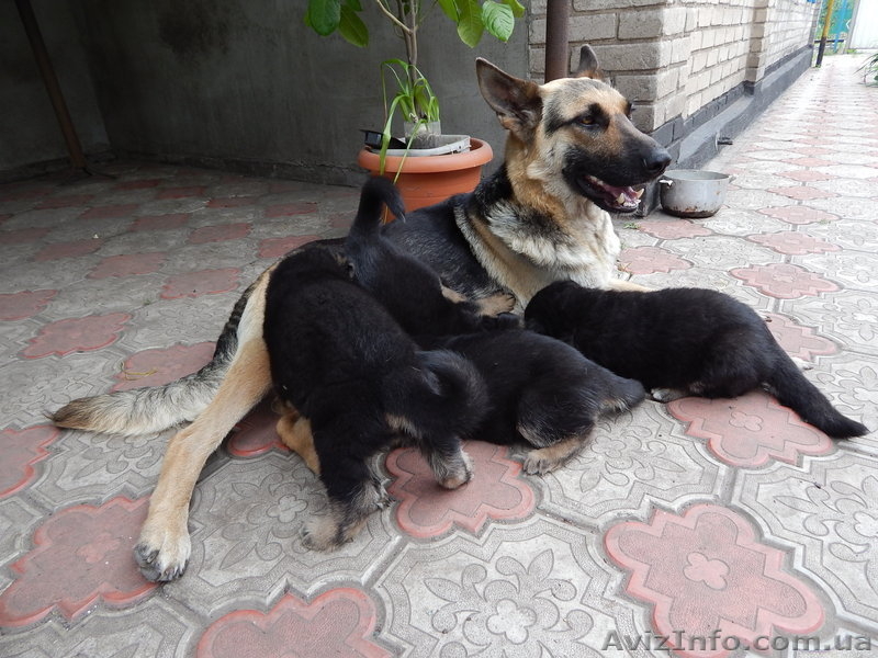 Продам классных щенков немецкой овчарки - <ro>Изображение</ro><ru>Изображение</ru> #3, <ru>Объявление</ru> #916217