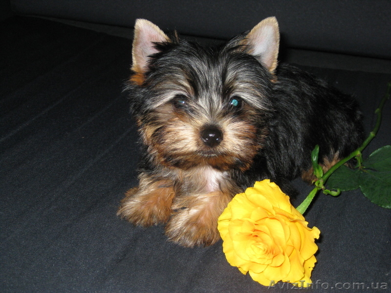 йорик show класса - <ro>Изображение</ro><ru>Изображение</ru> #3, <ru>Объявление</ru> #914028