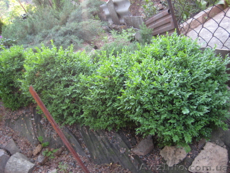 Продам самшит  в контейнере - <ro>Изображение</ro><ru>Изображение</ru> #4, <ru>Объявление</ru> #908270