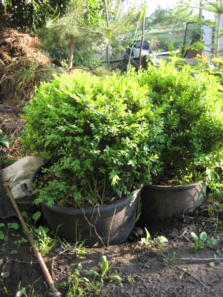 Продам самшит  в контейнере - <ro>Изображение</ro><ru>Изображение</ru> #3, <ru>Объявление</ru> #908270